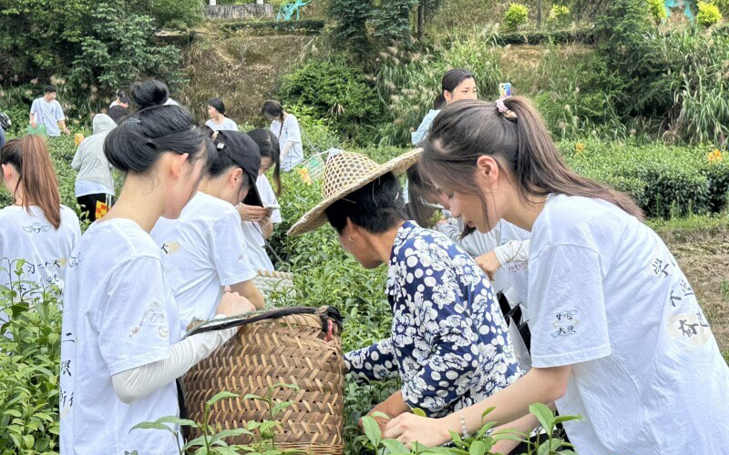 閩衛院學子三下鄉：體驗古法制茶技術，品味“下黨的味道”，感受鄉村振興文化