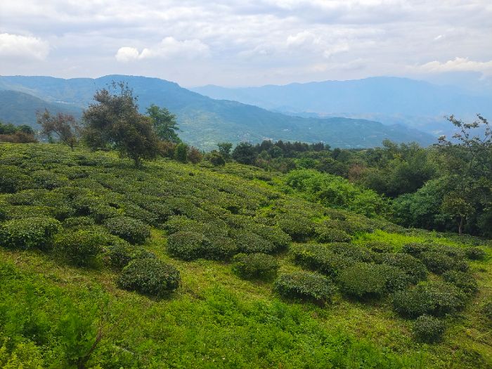 雙柏縣特色產業賦能鄉村振興：白竹山茶文旅融合激活縣域經濟新動能