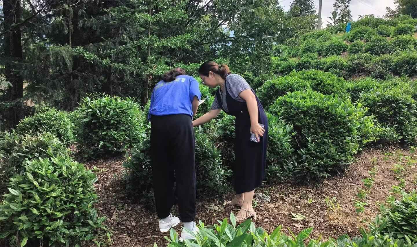 山東大學（威海）茶韻徽風調研團——茶香繞徽州，茶鄉旅致富